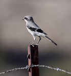 Loggerhead Shrike 3615